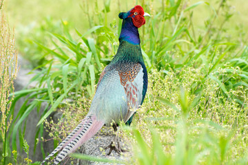 トウカイキジ（オス）