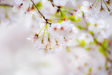 淡い満開の桜と蜂