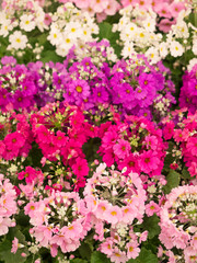 プリムラ・マラコイデス