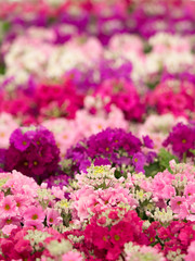 プリムラ・マラコイデス