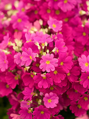 プリムラ・マラコイデス