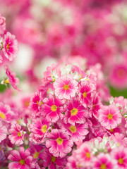 Obraz premium プリムラ・マラコイデス