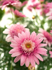 Obraz premium ピンクのマーガレット