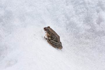 Brown frog in snow. European Alps