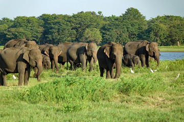 Troupeau d'éléphants sauvages au Sri Lanka