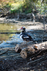 duck with red beak on the lake shore