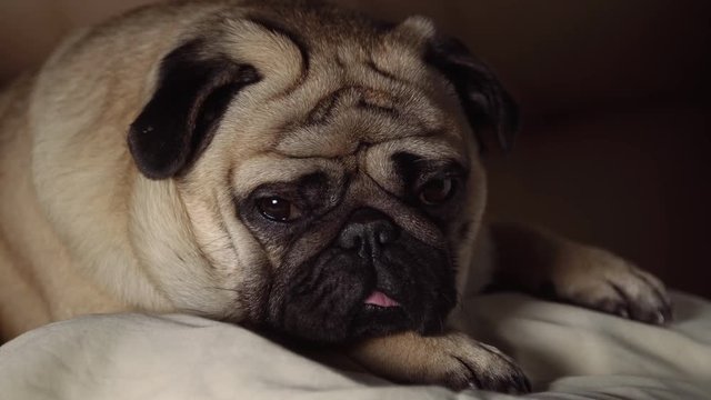 A cute pug dog lays in bed close up