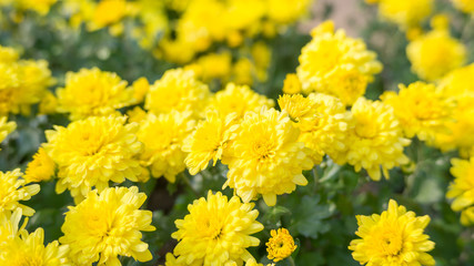 yellow Chrysanthemum flowers in a garden.