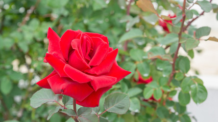 Red roses flower in the garden.
