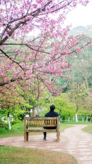 Man sitting in the cherry blossom garden at Royal Agricultural Station Angkhang.