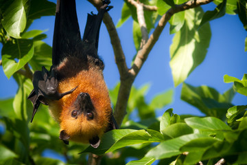 Seychelles fruit bat pointing