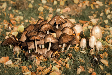 Fungus and Leaves in The Grass in Fall