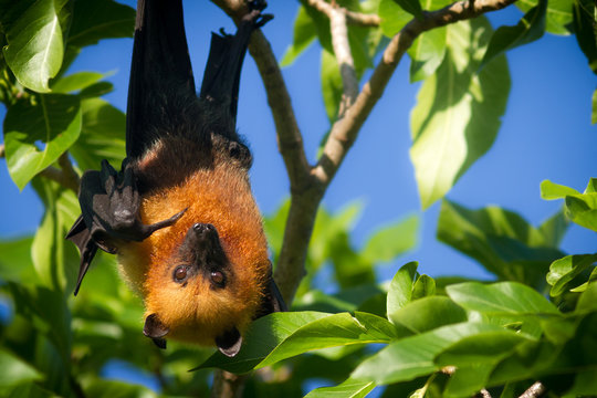 Seychelles fruit bat pointing