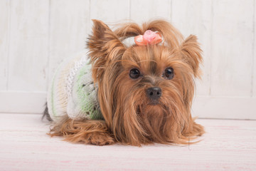 Yorkshire Terrier on a light background