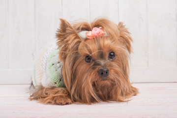 Yorkshire Terrier on a light background