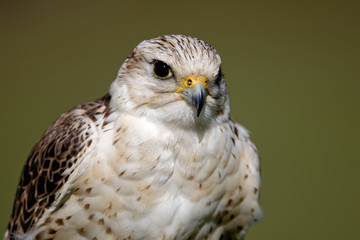 Sakerfalke