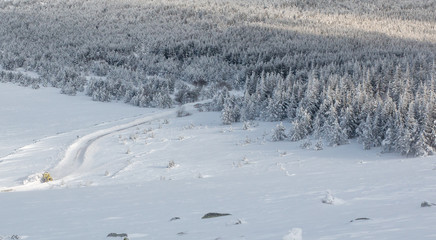 Tempête de neige sur le Mont-Lozère