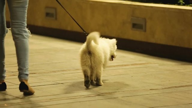 Young female walking Samoyed puppy in evening, playful dog on leash barking