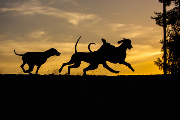 three Weimaraner dogs play and run in nature yellow background at sunset