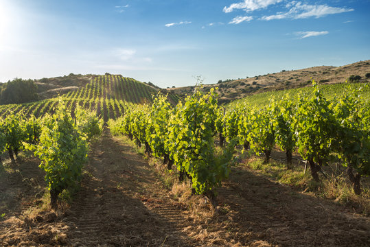 Vigna Italiana