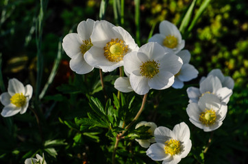 White anemone blossoming on spring
