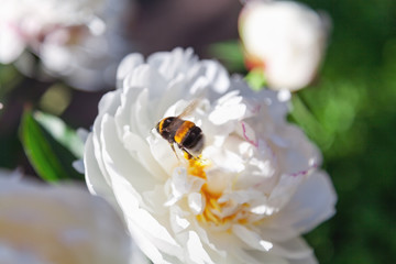 Bumblebee sitting on flower of white peony