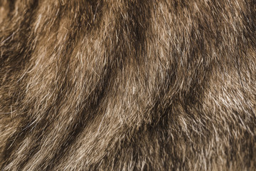 texture of a cat's fur, close-up image, background photo
