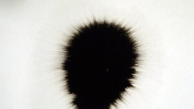 ink blot spreads over a white sheet of paper, top view. black stains slow motion.