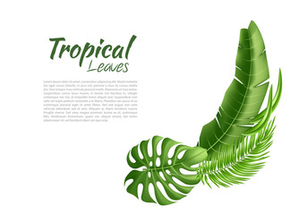 Fototapeta premium Vector realistic tropical leaves exotic vacation