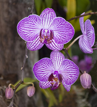 cluster of purple and white striped orchid flowers and buds in a tropical garden