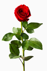 Obraz premium flower of a red rose on a white background isolate