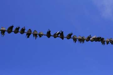 birds on wires against the sky. doves