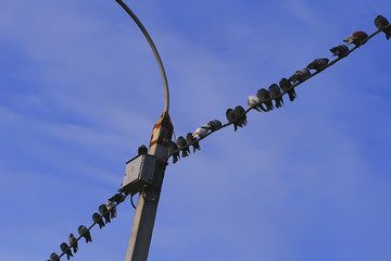 Obraz premium birds on wires against the sky. doves