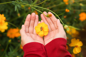 Beautiful yellow cosmos flower and bee on hand