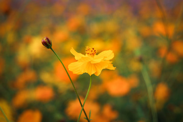 Beautiful yellow cosmos flower