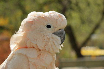 Kakadu Portrait