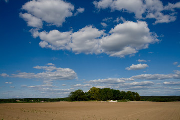 Fototapeta na wymiar Acker und Baumgruppe unter lebhaftem blauen Himmel mit weissen Wolken