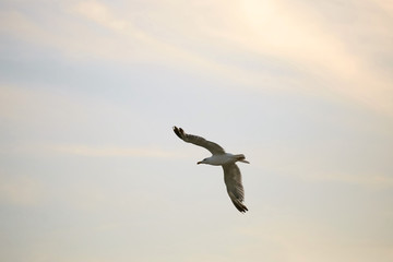 bird gull on the background of the setting sun.