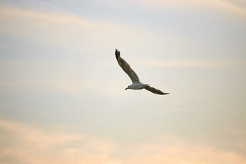 bird gull on the background of the setting sun.