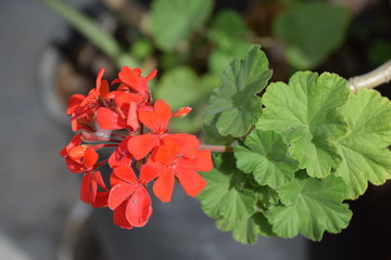 Exotic flowers North Cyprus