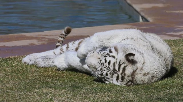 white tiger rolling in grass like a house cat