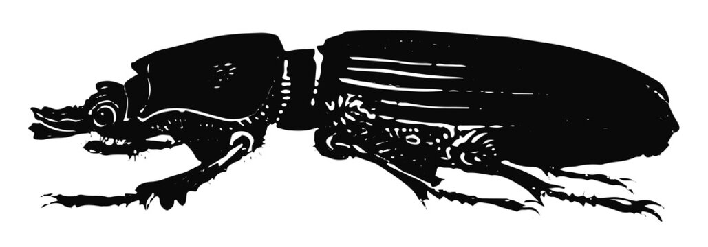 Zuckerkäfer - Coleoptera - bess beetle #black #vector