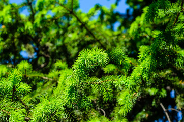 Young fir tree needles