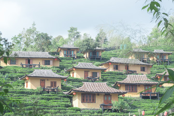Ban Ruk Thai  Village, a houses among tea plantation nature scene, Mae hong son,Thailand