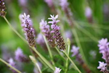lavender flowers North Cyprus