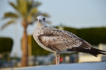 Armenian Gull