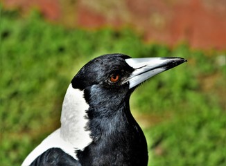 Magpie in the garden