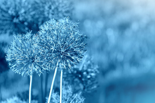 Fototapeta Beautiful spring pattern background with blue flower . Close up of Allium flower
