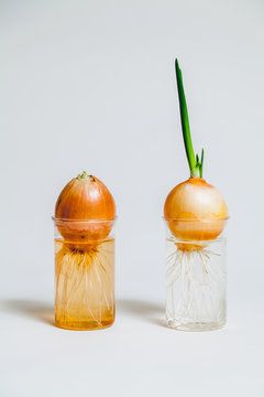 Sprouted and common bulb in transparent glass