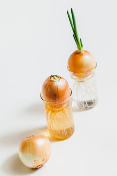 Three degrees of green onion growth